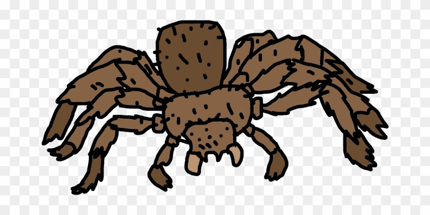 All Taurantulas Can Be Sorted Into Two Groups - Araneus Clipart