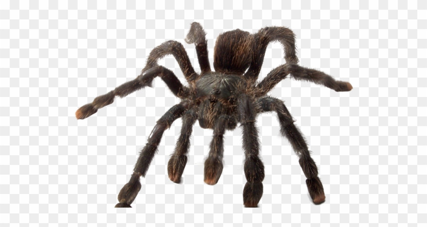 'ye Olde Arachnarium' - Tarantula Clipart
