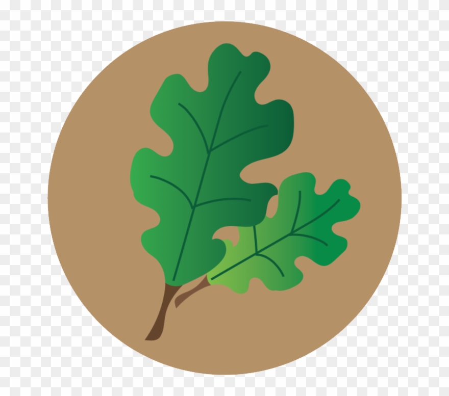 Lecanium Scale Icon - Gambel Oak Clipart