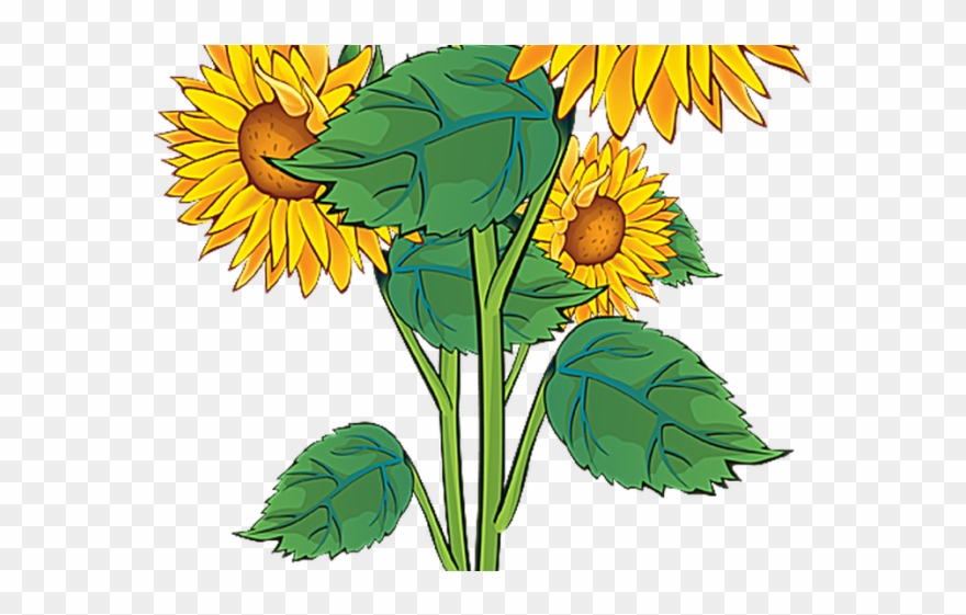 Plant Clipart Summer - Sun Flowers Clip Art - Png Download