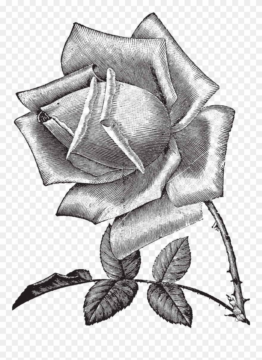 1857 X 2466 5 - Sketch Clipart