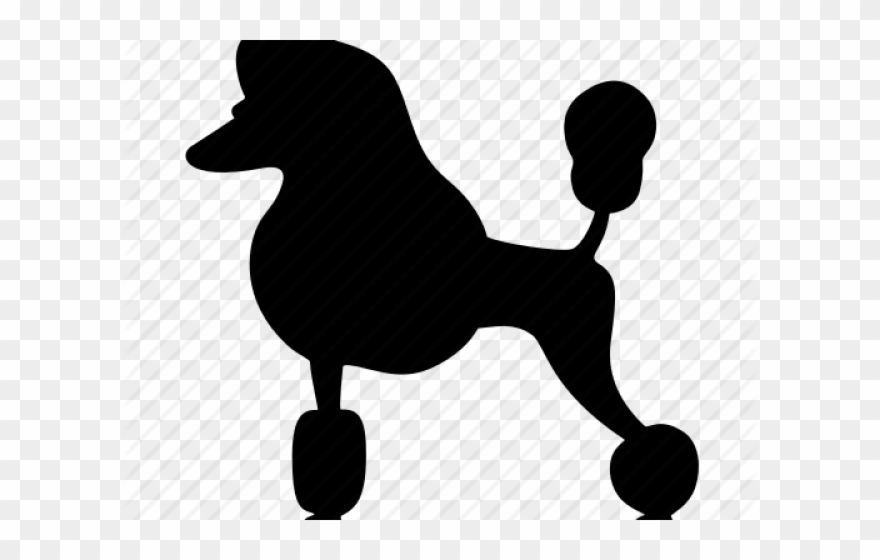Poodle Clipart Transparent - Miniature Poodle - Png Download