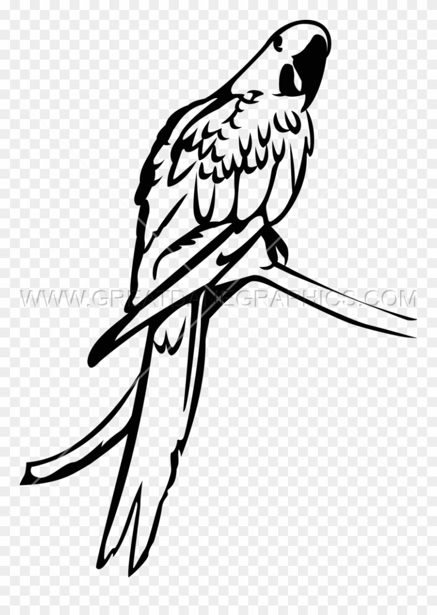Macaw Clipart Hyacinth Macaw - Hyacinth Macaw Black And White - Png Download