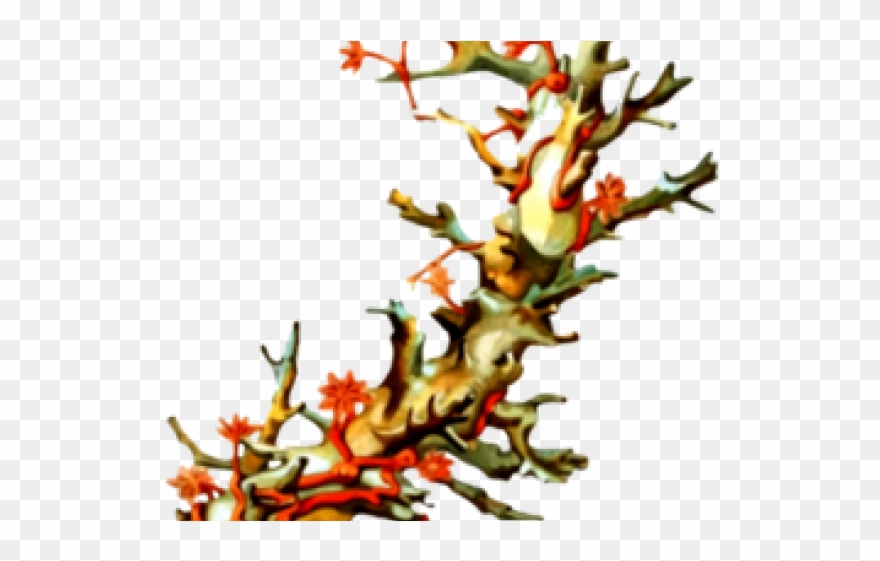 Coral Reef Clipart Flower - Vintage Coral Illustrations - Png Download