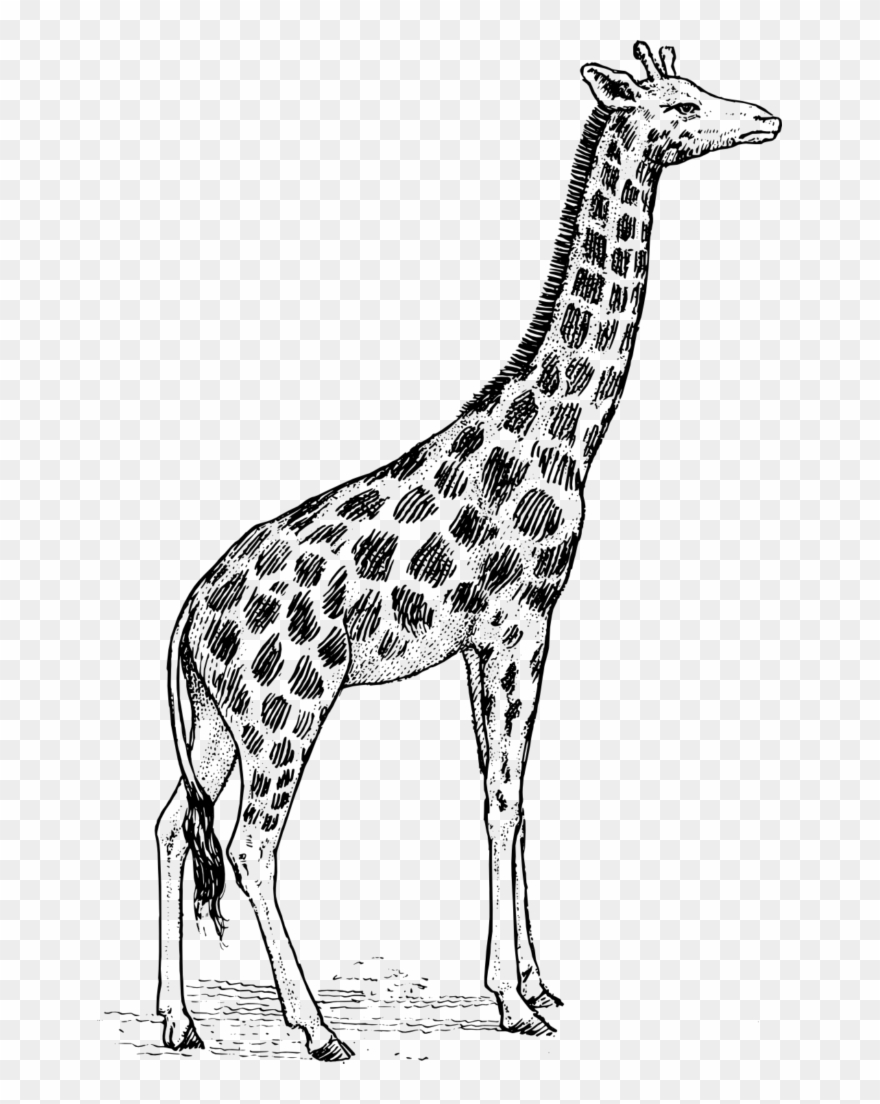 Giraffe Clipart Black And White - Sketch Of Giraffe - Png Download