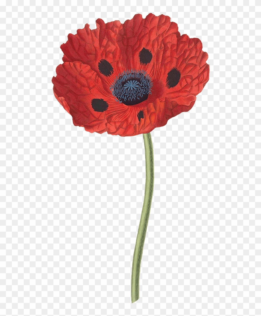 Open Poppy - Papaver Bracteatum Clipart