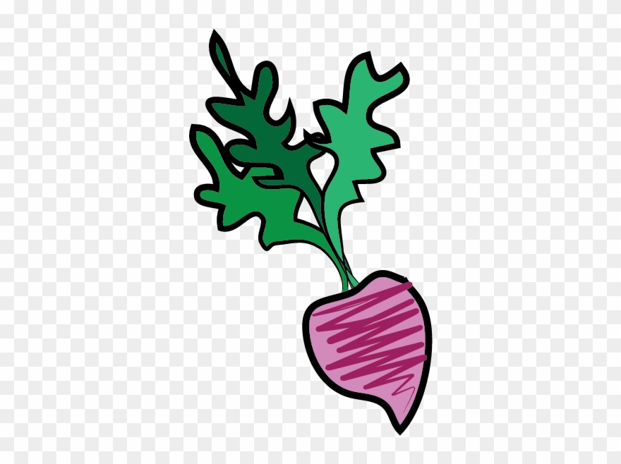 Beetroot Watercolor Painting Clipart
