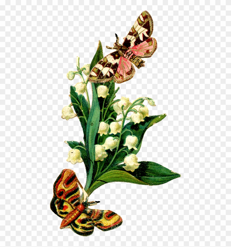 L - Jpeg Lily Of The Valley Clipart