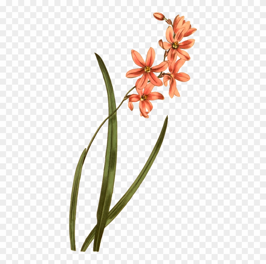 Medium Image - Lily Clipart