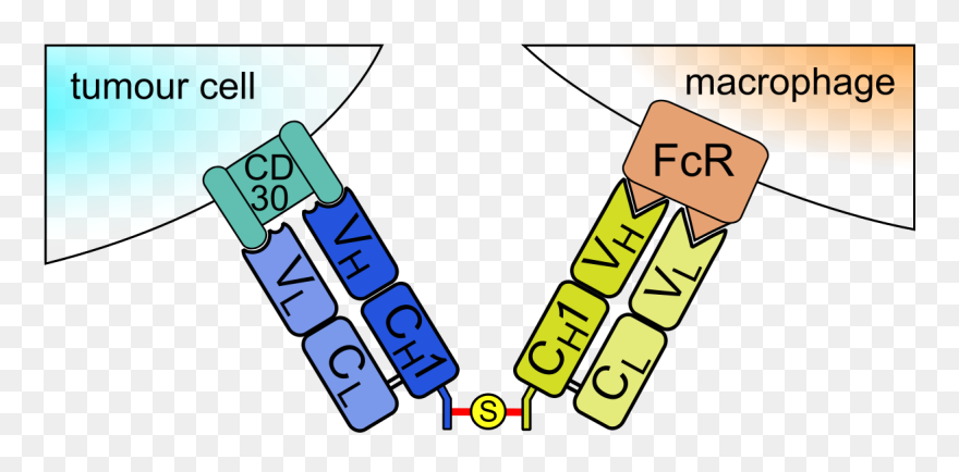 Chemically Linked Fab - Bispecific F Ab ') 2 Antibody Clipart