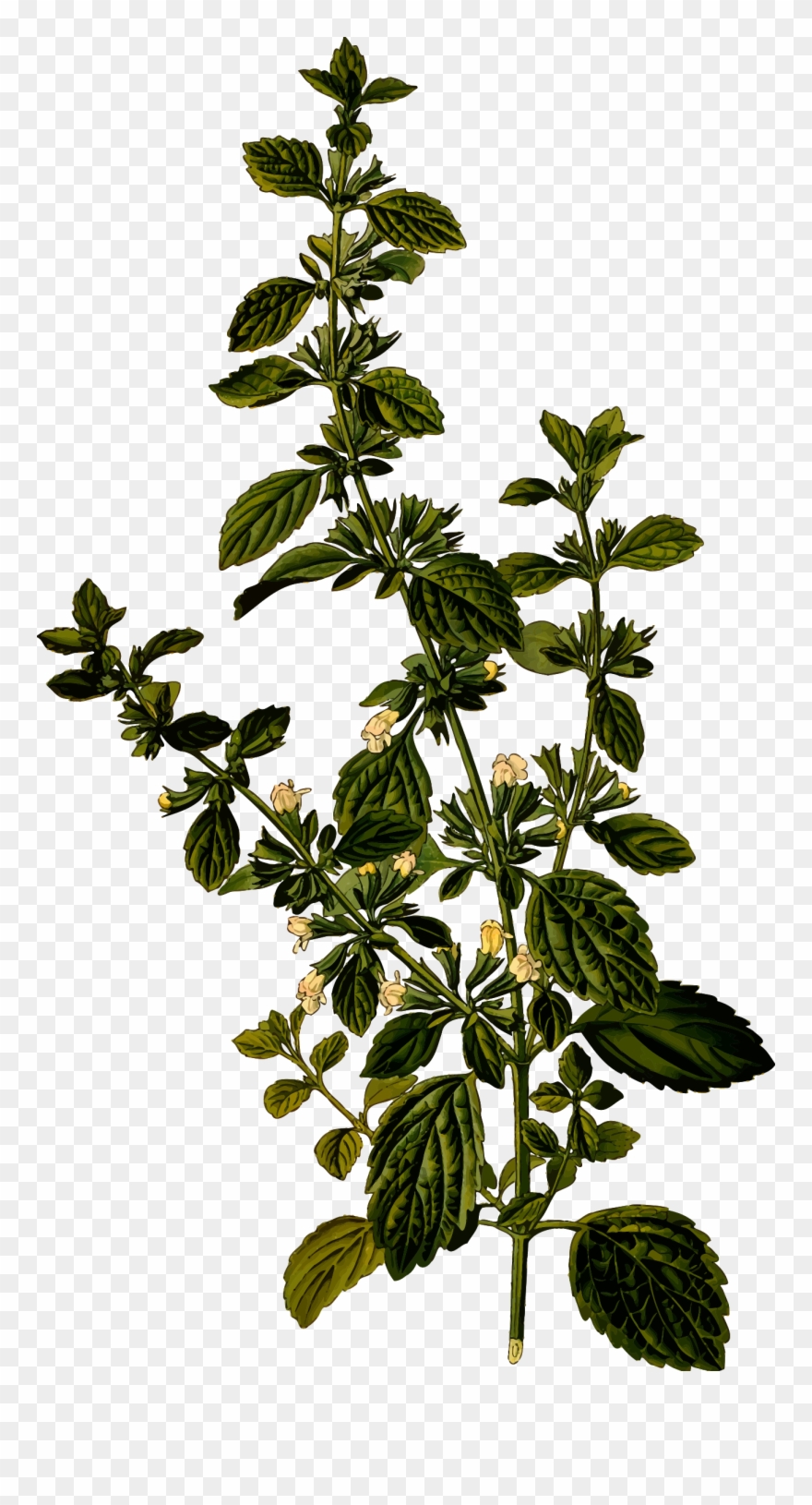 Big Image - Lemon Balm Flower Clipart