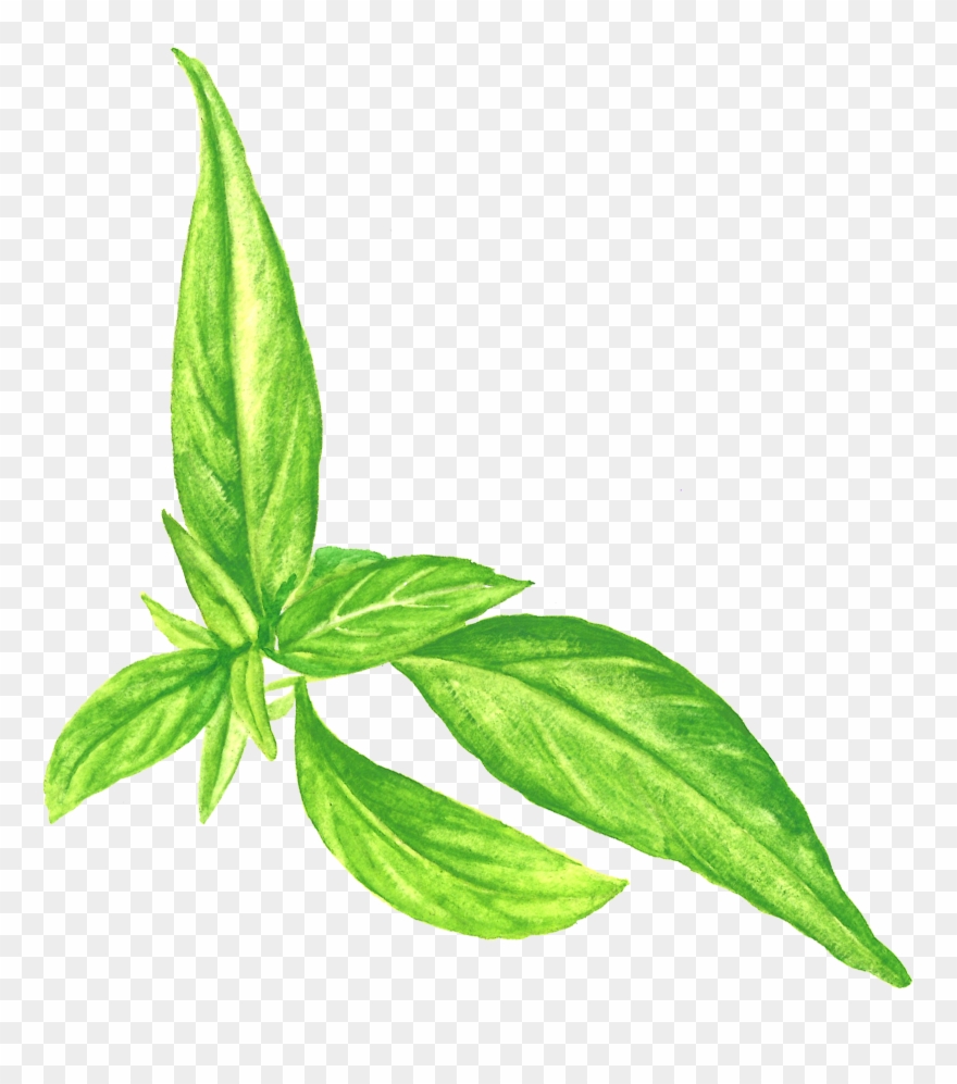Paractin - Houseplant Clipart