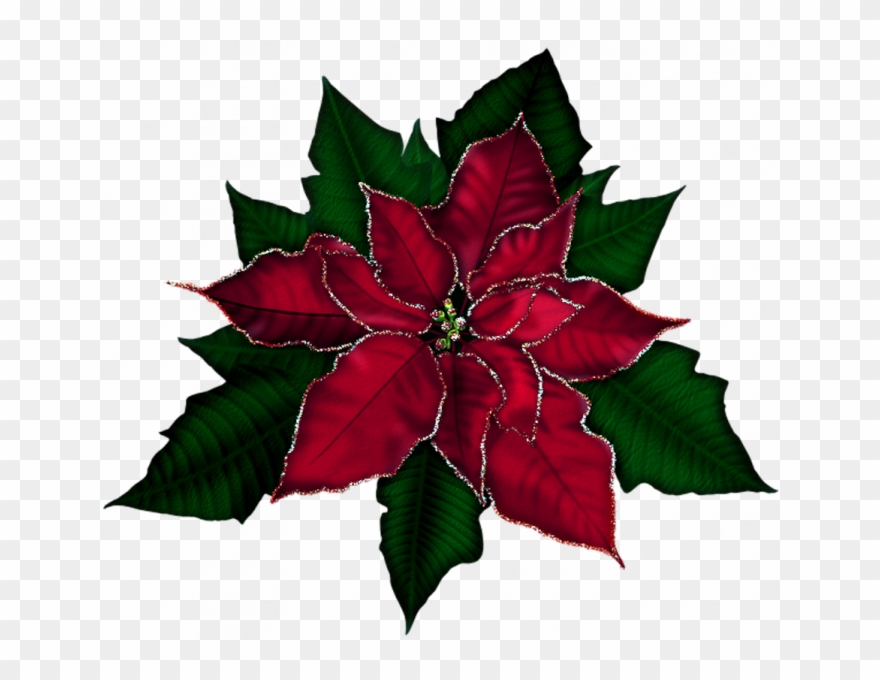 Poinsettia Pictures Free 15 Poinsettias Clipart Red - Poinsettia Christmas Transparent Background - Png Download
