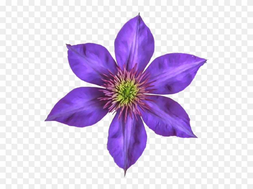 Clematis Flowers Png Free Images - Gentian Family Clipart
