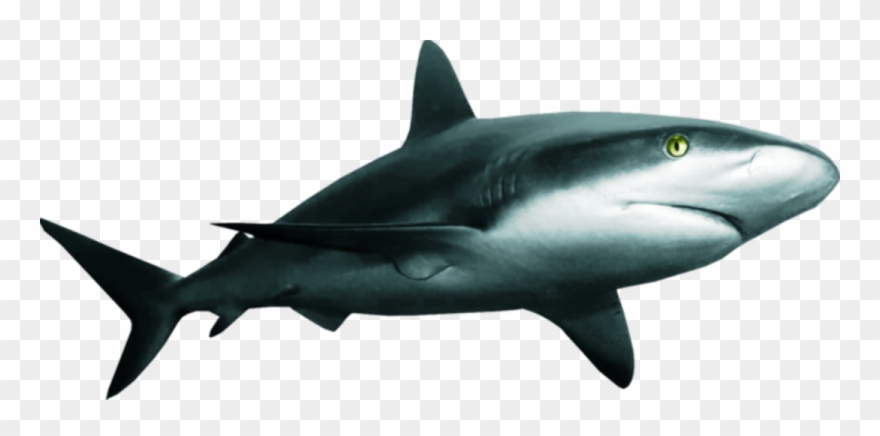 Great White Shark Clipart