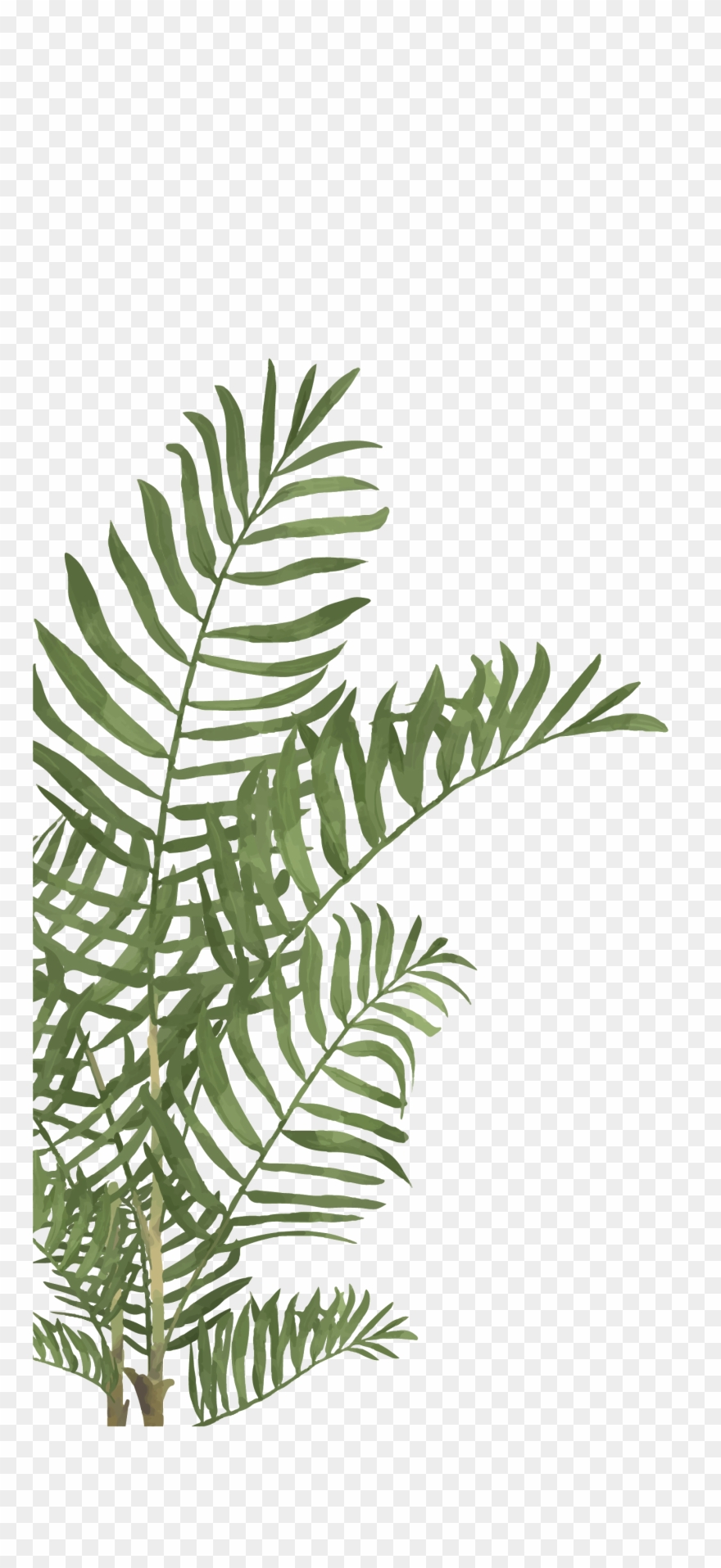 No Products In The Cart - Plantas Acuarela Clipart