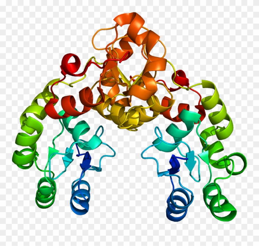 Mdc1 - Atm Protein Structure Clipart
