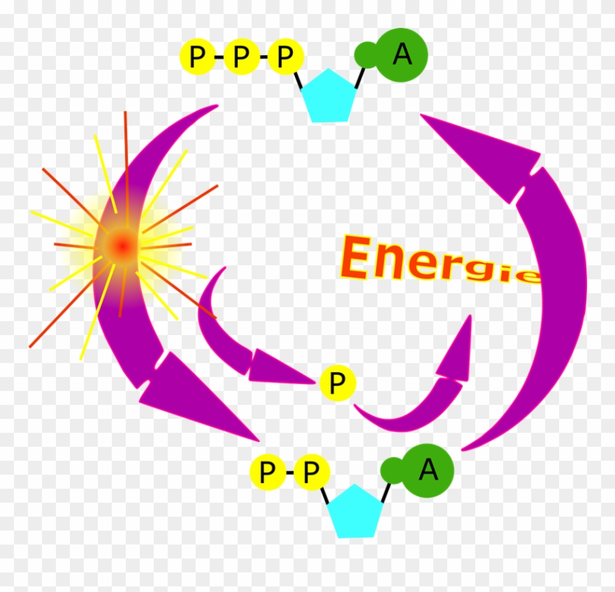 Laurent Cycle Atp - Atp Clipart - Png Download