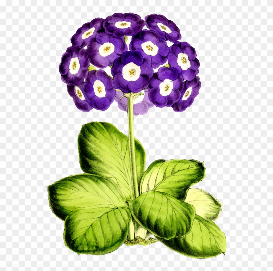 Medium Image - Clipart Primrose Png Transparent Png