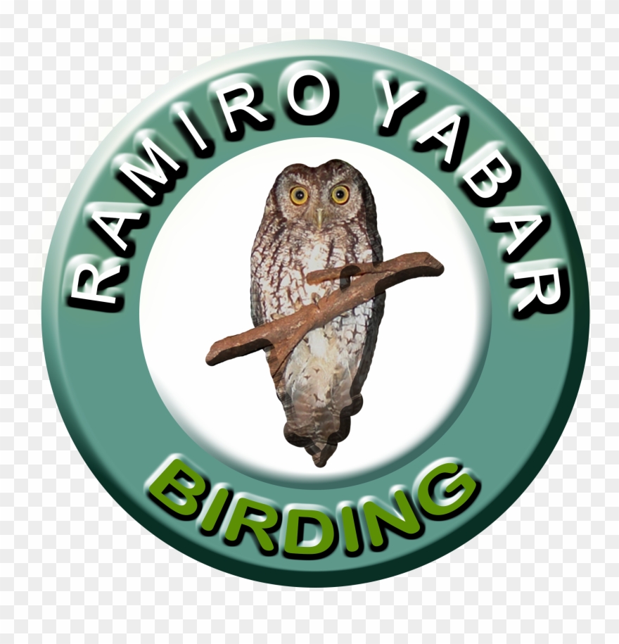 Gantry - Eastern Screech Owl Clipart