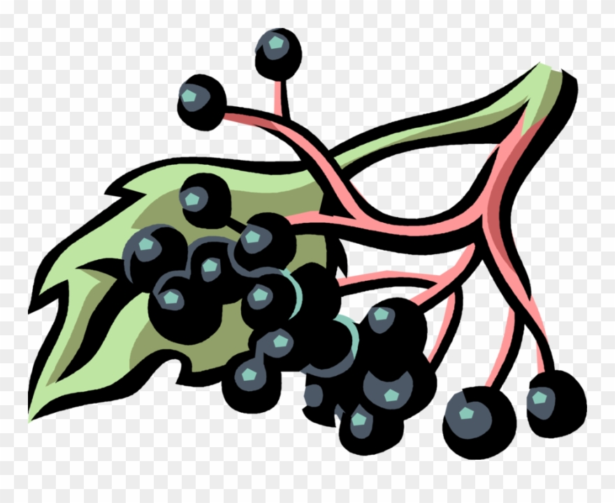 Vector Illustration Of Elderberry Sambucus Botanical - Elderberries Clipart - Png Download