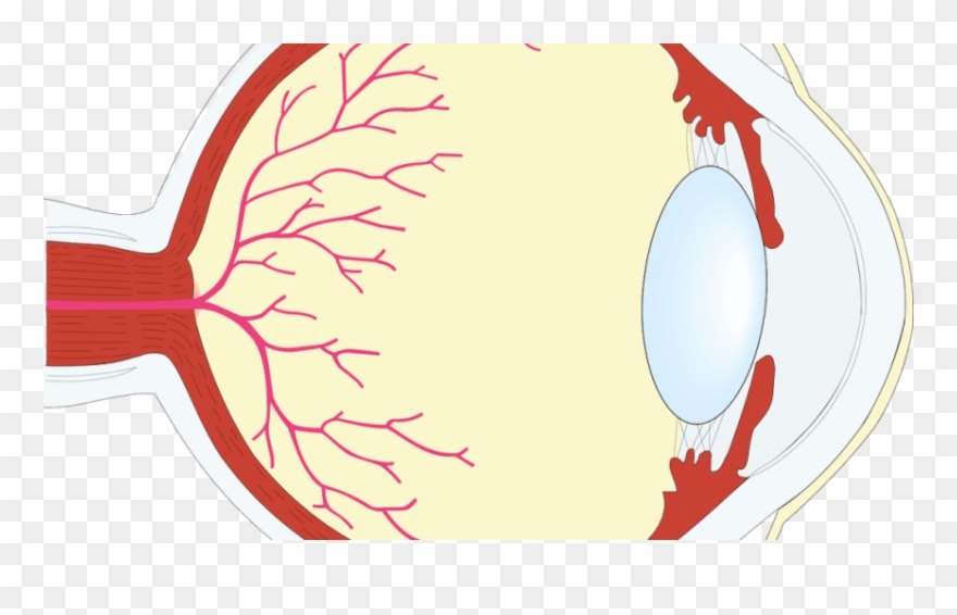 Free Png Download Human Eye Png Images Background Png - Eye Clipart