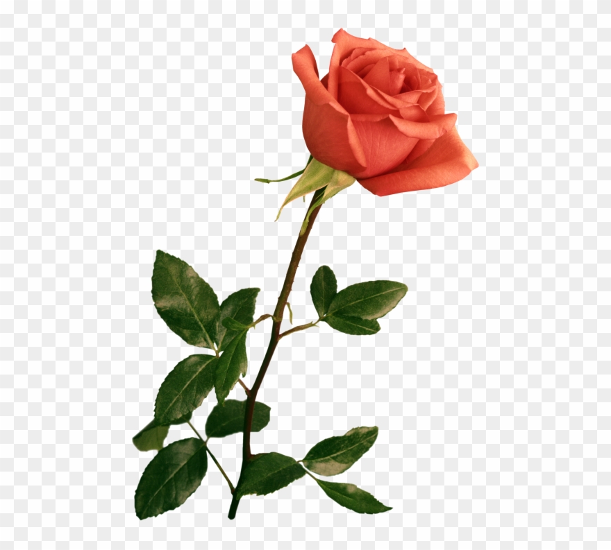 Clipart Resolution 500*713 - Rose Png For Photoshop Transparent Png