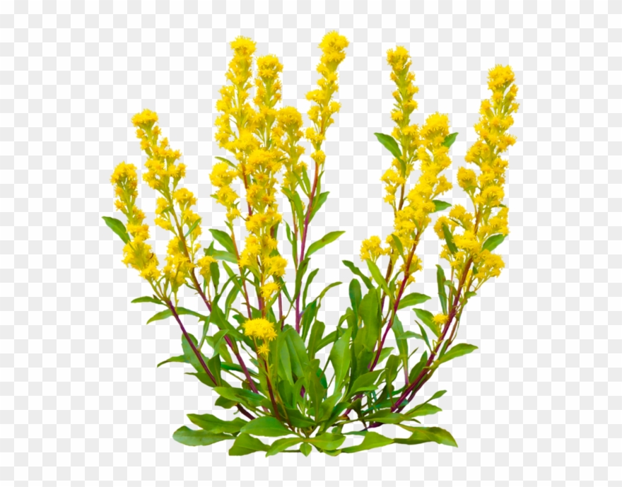Image Du Blog Loveferrari - Broomrape Clipart