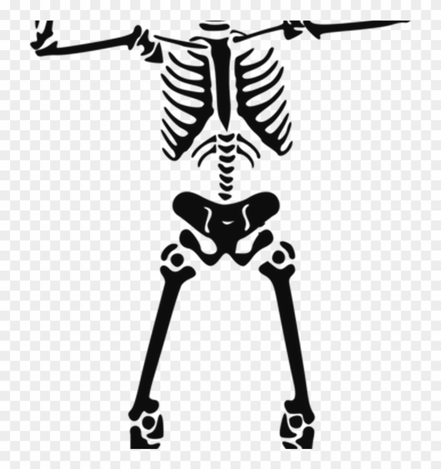 Human Skeleton Skull Anatomy Human Body Free Commercial Skeleton Clip Art Png Transparent Png 3354399 Pinclipart