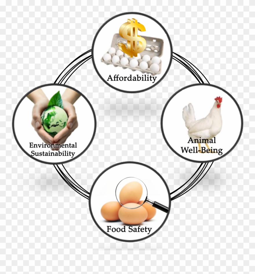 Divide Students Into Groups Of Three Students - Eggs Clipart