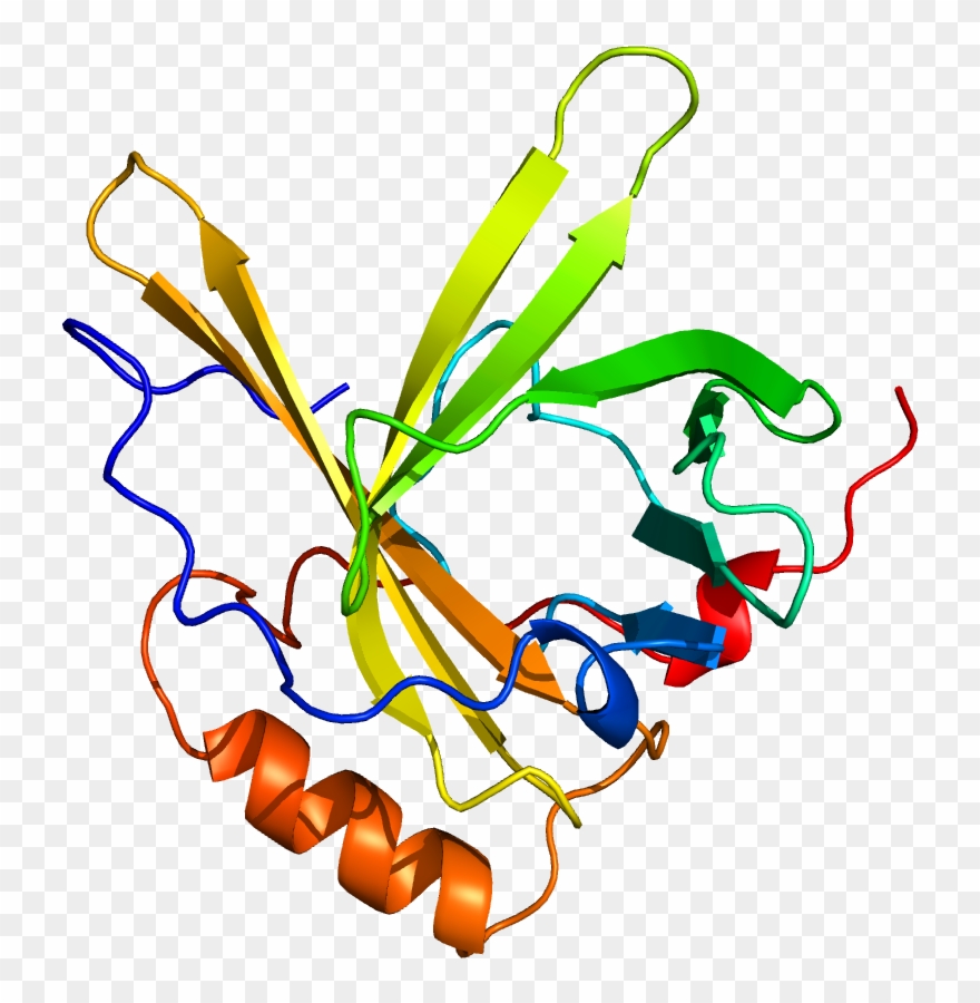Apolipoprotein D - Illustration Clipart