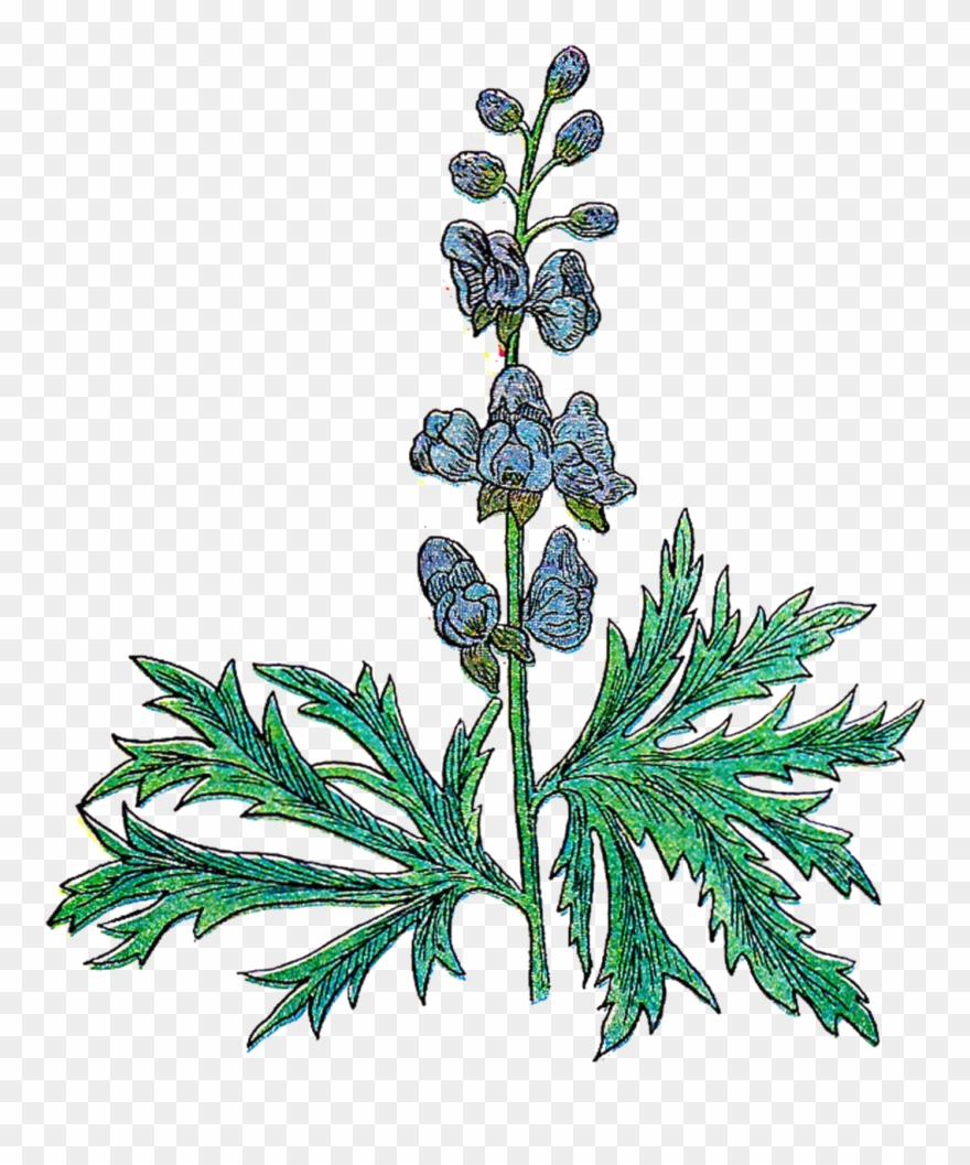 Botanical Clip Art Photo Medium Size - Vintage Herb Png Transparent Png