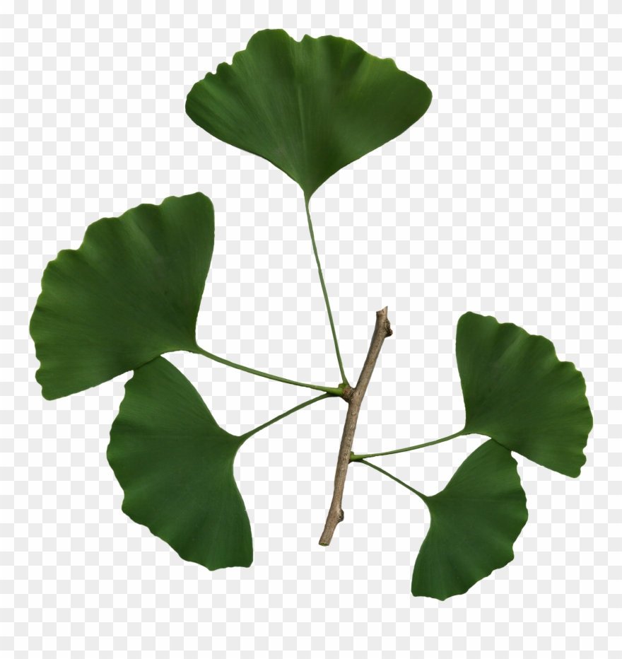 File Biloba Scanned Png Wikimedia Commons Fileginkgo - Ginkgo Biloba Transparent Background Clipart