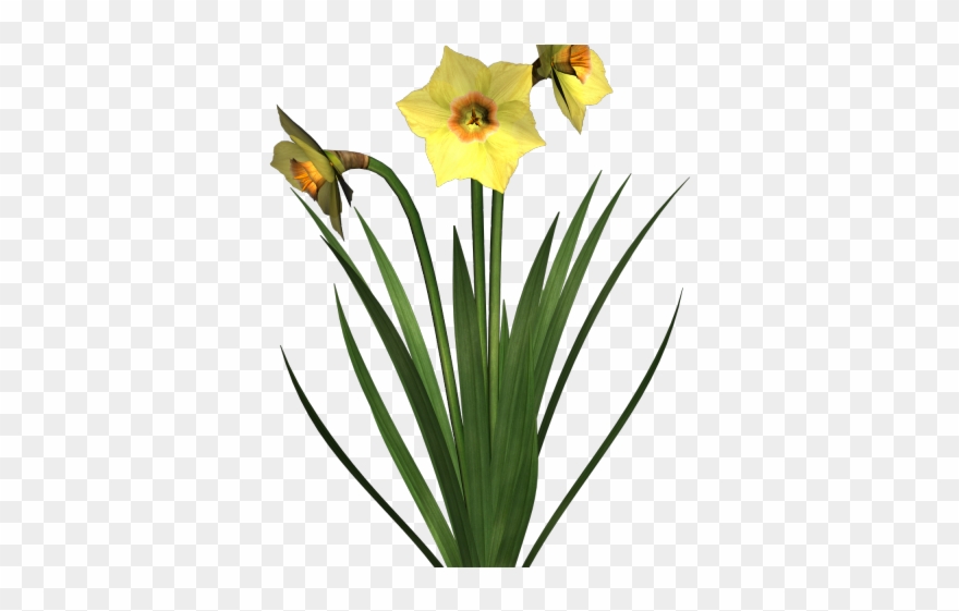 Bulb Clipart Flower - Flowering Plant Transparent Background - Png Download