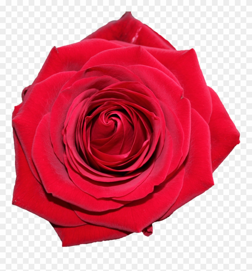 Valentine's Day Png Images And Clipart Pictures - Red Roses On Transparent Background