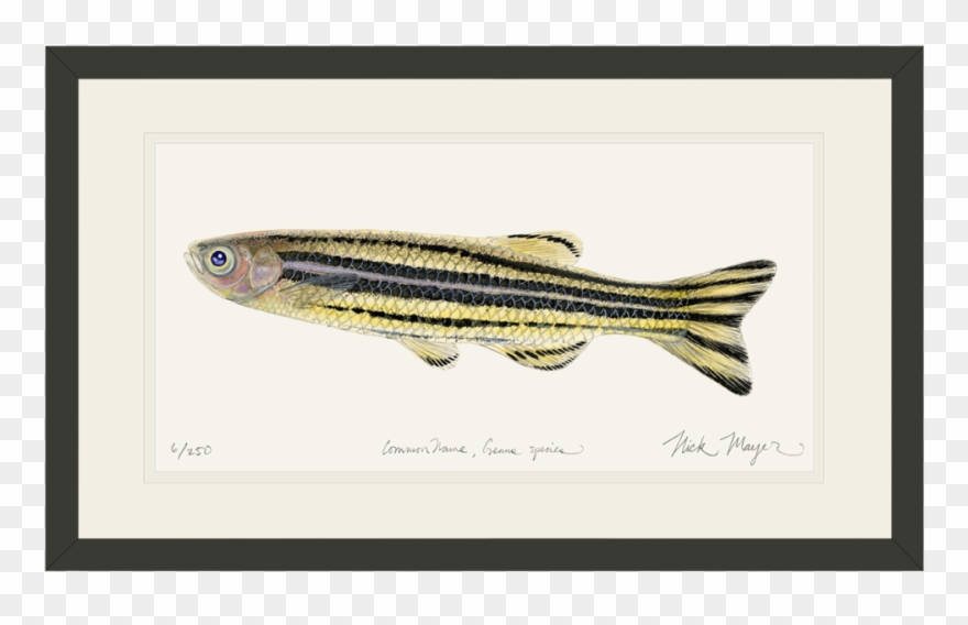 1023 X 664 13 - Zebrafish Painting Clipart