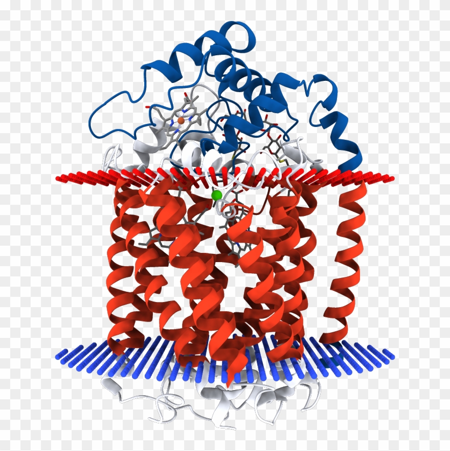 Transmembrane Regions Opm - Illustration Clipart