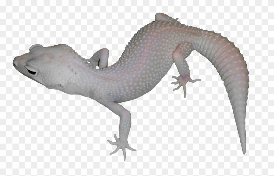 Alligator Lizard Clipart