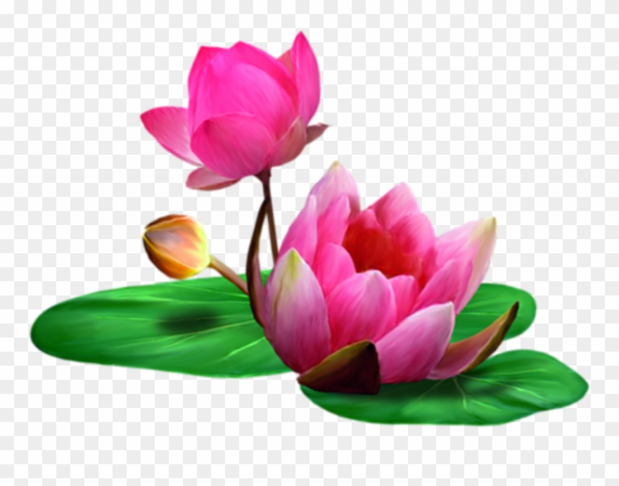 Pepa47a Отговор - Transparent Lotus Png Clipart