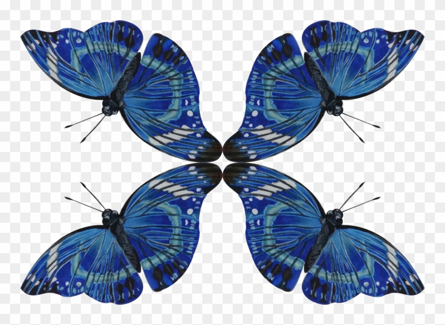 Common Blue Clipart