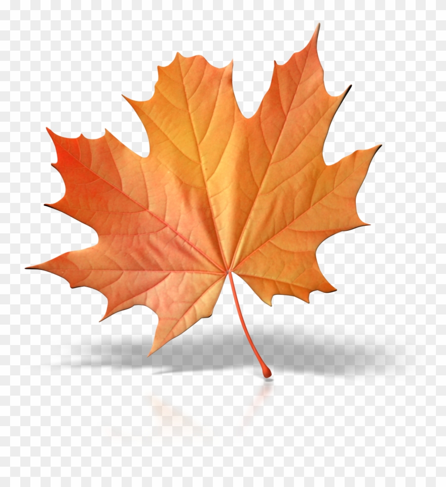 One Fall Leaf Png Clip Art - Single Fall Leaf Clip Art Transparent Png