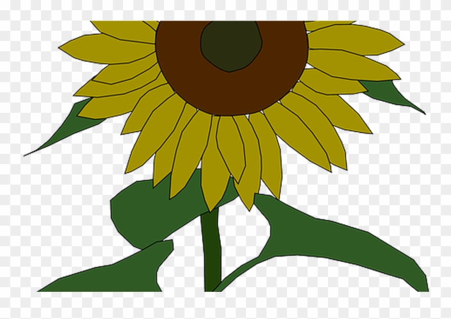 Outline, Yellow, Drawing, Plants, Sun, Flower, Flowers - Sunflower Clip Art - Png Download