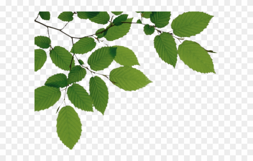 Birch Clipart Branch Leave - Tree Branches With Leaves Png Transparent Png