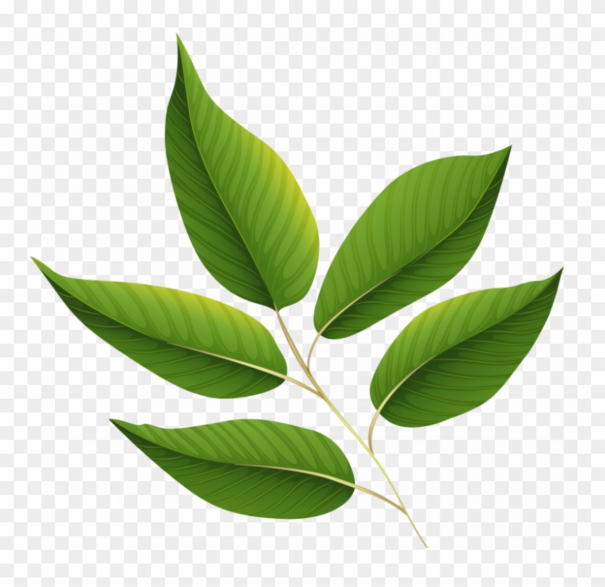 Green Leaf Clip Art Png Transparent Png