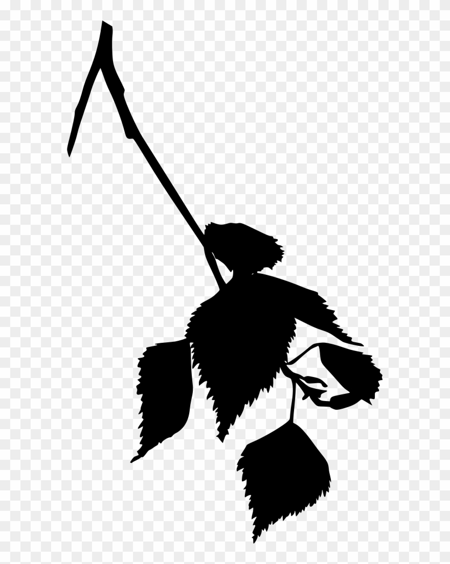 Download Png - Birch Clipart