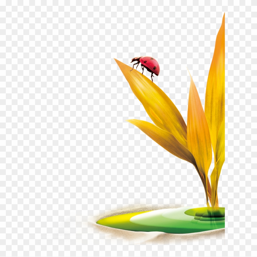 Ladybird Insect Clip Art - Portable Network Graphics - Png Download
