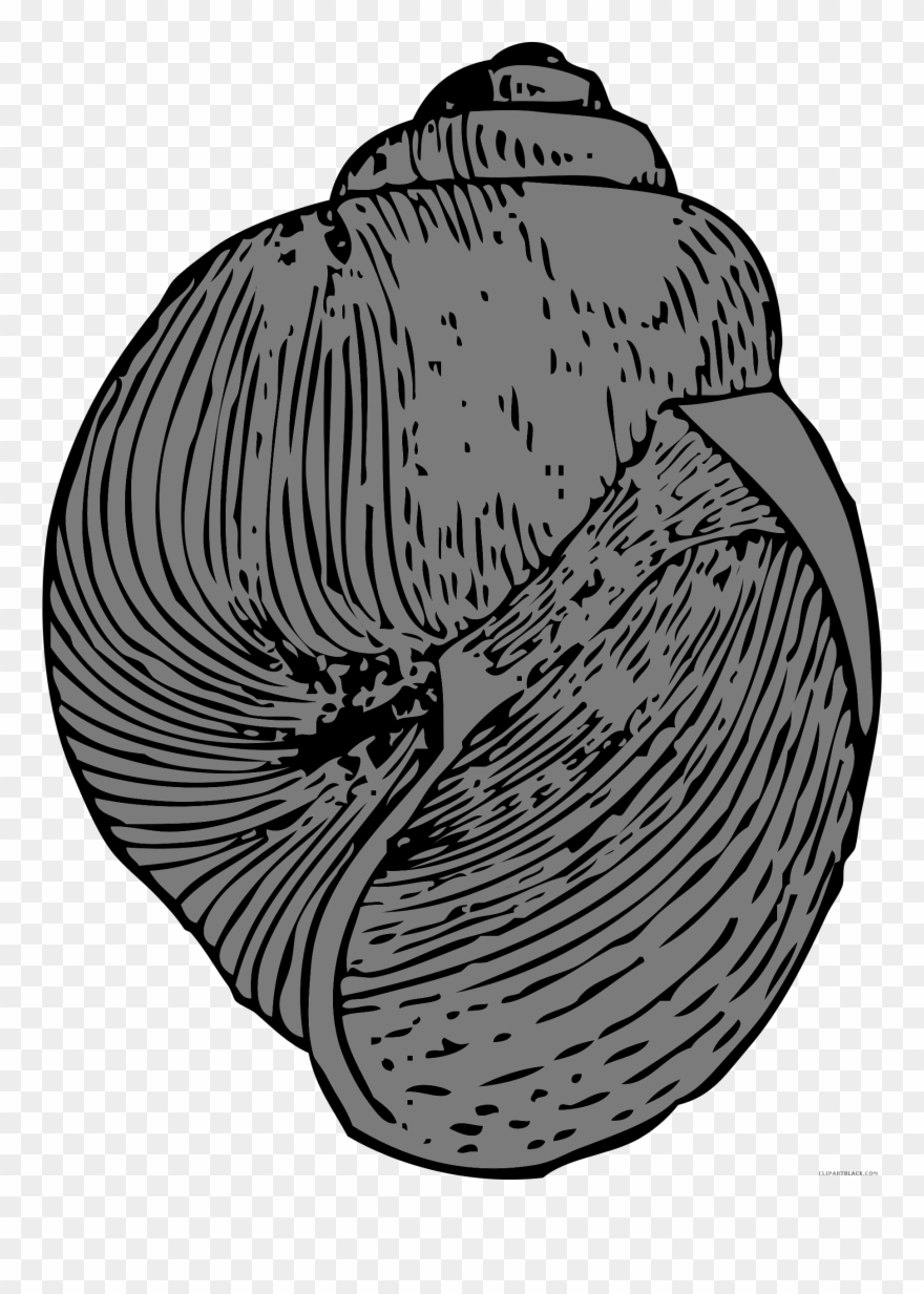 Shells Clipart Scallop - Seashell - Png Download