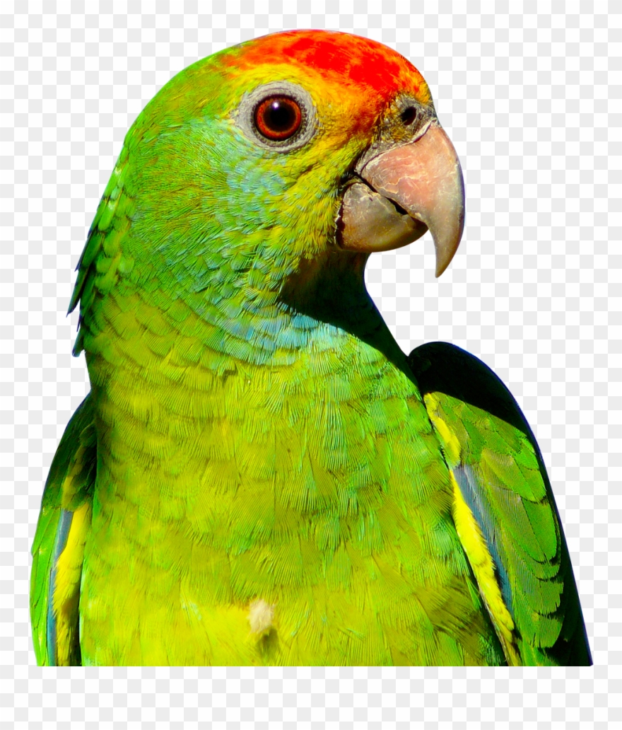 Parrot Clip Art Transparent Background - Parrot Png