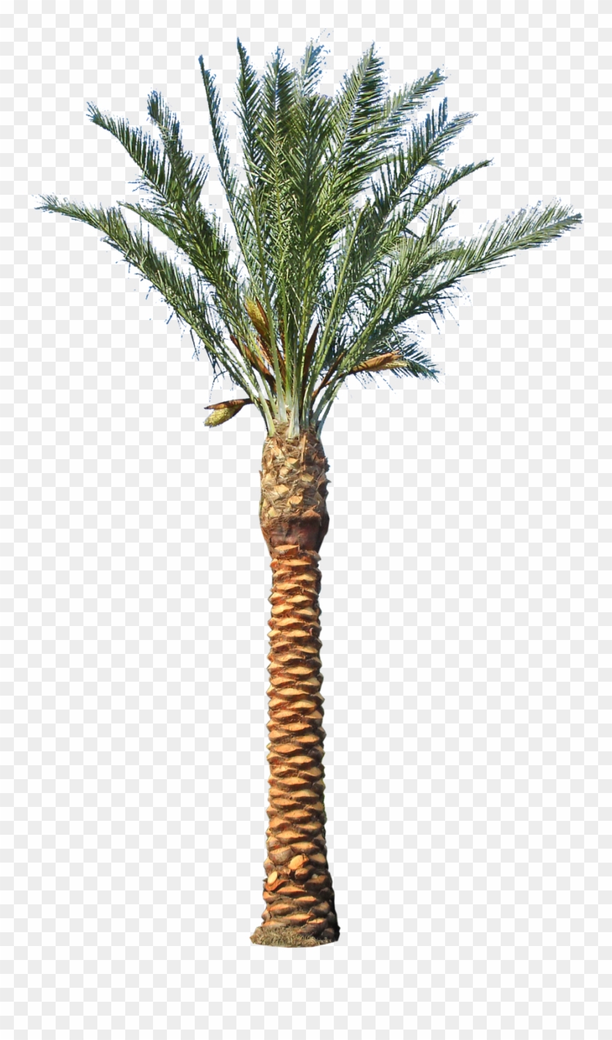 Backyard Builder - Date Palm Tree Transparent Clipart