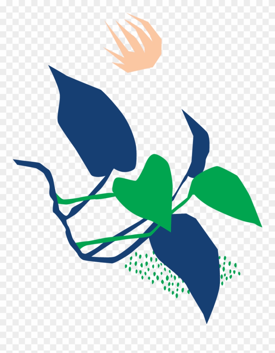Botanical Name - Illustration Clipart